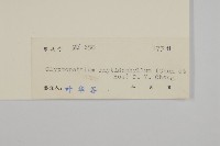 皺葉汋瓣藏品圖，第3張