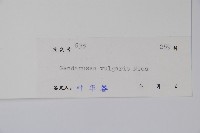 小駁骨丹、尖尾鳳藏品圖，第2張