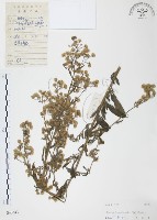 美洲假蓬藏品圖，第1張