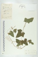 天花藏品圖，第1張