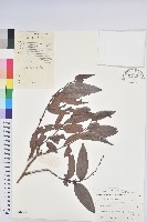 登錄號:S040349藏品圖，第1張