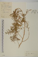 臭杏、土荊芥藏品圖，第1張