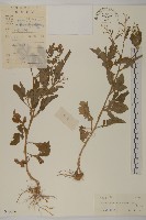 魚眼菊藏品圖，第1張