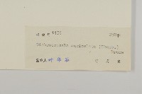 魚眼菊藏品圖，第3張