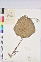 登錄號:S040360藏品圖，第1張