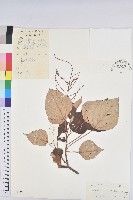 白匏子藏品圖，第1張