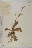 燈豎朽藏品圖，第1張