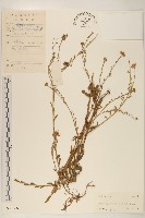 雞兒腸藏品圖，第1張