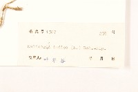 雞兒腸藏品圖，第3張