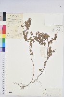 小返魂藏品圖，第1張