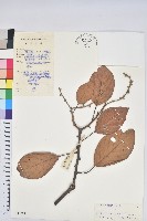 美葉石櫟藏品圖，第1張