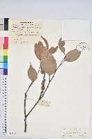 湄公栲藏品圖，第1張