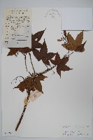 黔桂槭藏品圖，第1張