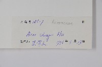 黔桂槭藏品圖，第2張