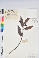 百合花杜鵑藏品圖，第1張