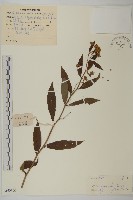 山白蘭藏品圖，第1張