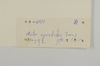 山白蘭藏品圖，第3張