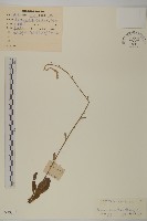 毛將軍藏品圖，第1張