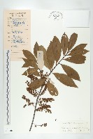 近圓果杜英藏品圖，第1張