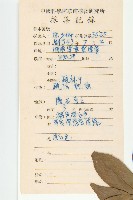 近圓果杜英藏品圖，第2張