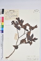 大浦杜鵑花藏品圖，第1張