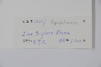 三花冬青藏品圖，第2張