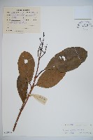 珊瑚樹藏品圖，第1張