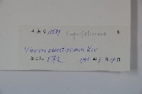 珊瑚樹藏品圖，第2張