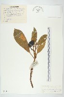 馬蹄參藏品圖，第1張