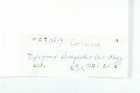 馬蹄參藏品圖，第3張