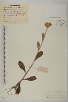 擬毛氈草藏品圖，第1張