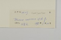 擬毛氈草藏品圖，第3張