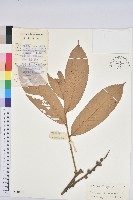 貴州栲藏品圖，第1張