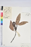 鉤栲藏品圖，第1張