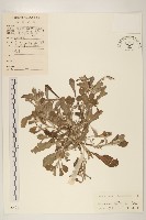 鼠麴草藏品圖，第1張