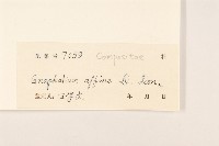 鼠麴草藏品圖，第3張