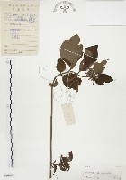 毛玉葉金花藏品圖，第1張