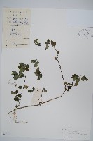 爵床、六角英藏品圖，第1張