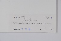 爵床、六角英藏品圖，第2張