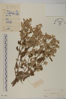 生毛將軍藏品圖，第1張