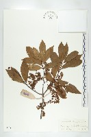 近圓果杜英藏品圖，第1張