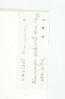 近圓果杜英藏品圖，第2張