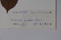 南方莢迷藏品圖，第2張