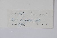 光葉槭藏品圖，第2張