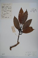 凸脈冬青藏品圖，第1張