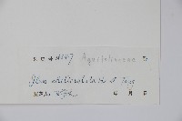 凸脈冬青藏品圖，第2張