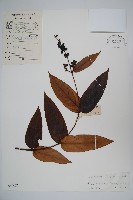 雲霧忍冬藏品圖，第1張