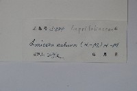 雲霧忍冬藏品圖，第2張