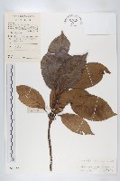 薯豆藏品圖，第1張