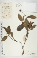香港四照花藏品圖，第1張